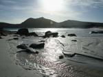 Thistle Cove rocks